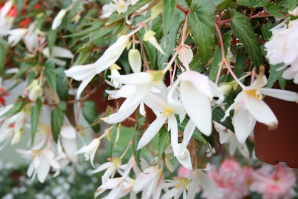 Begonia Summerwings White