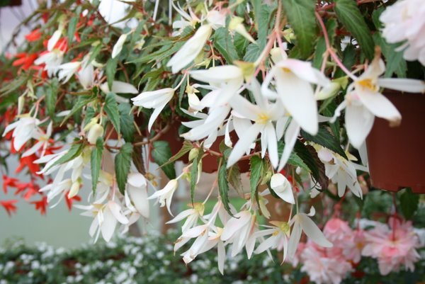 Begonia Summerwings White