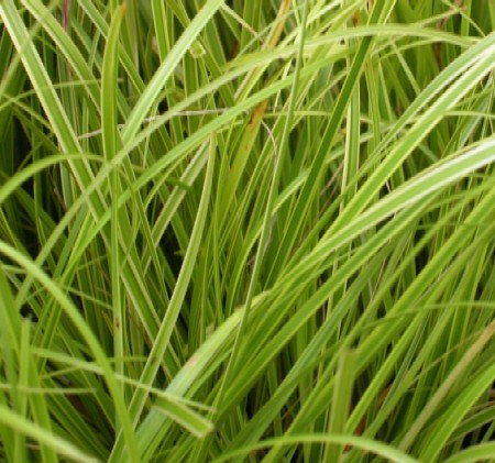 Carex Gold Fountains