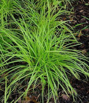 Carex Gold Fountains