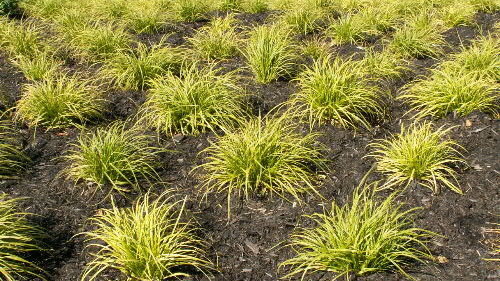 Carex Gold Fountains