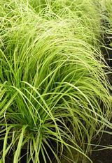 Carex Gold Fountains