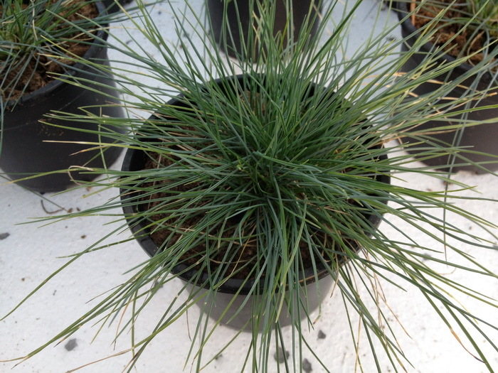 Carex