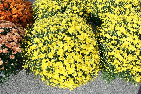 Chrysanthemum