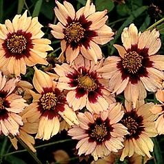 Coreopsis Autumn Blush