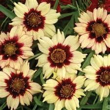 Coreopsis Autumn Blush