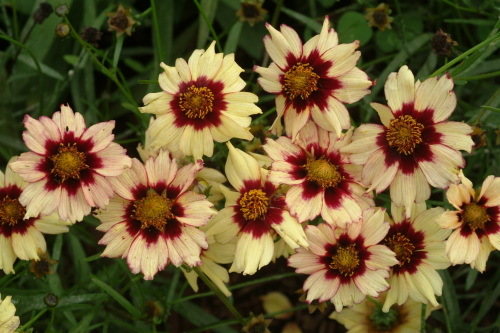 Coreopsis Autumn Blush