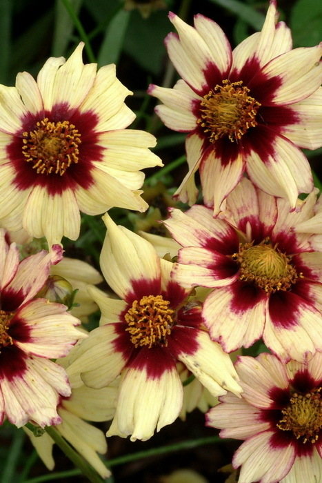Coreopsis Autumn Blush