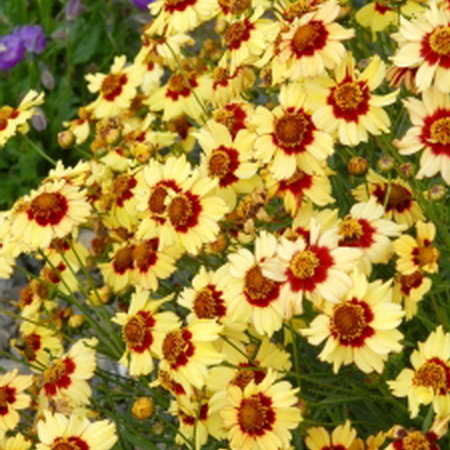 Coreopsis Autumn Blush