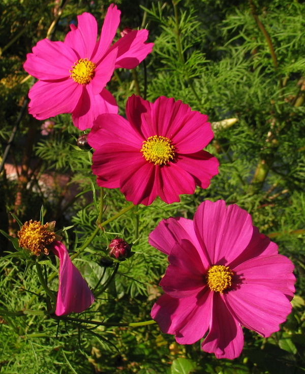 Cosmea