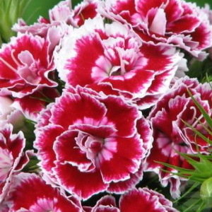 Dianthus Colori Joy