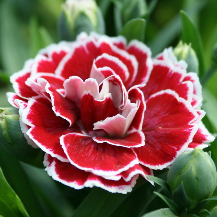 Dianthus Colori Joy