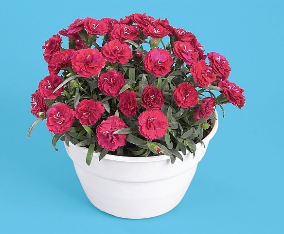 Dianthus Roselly Red
