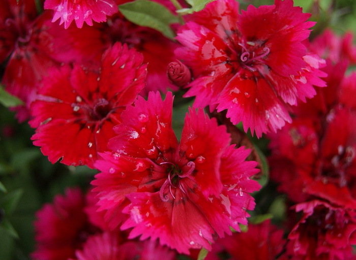 Dianthus Roselly Red