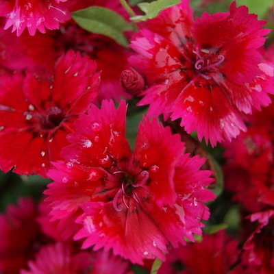 Dianthus Roselly Red