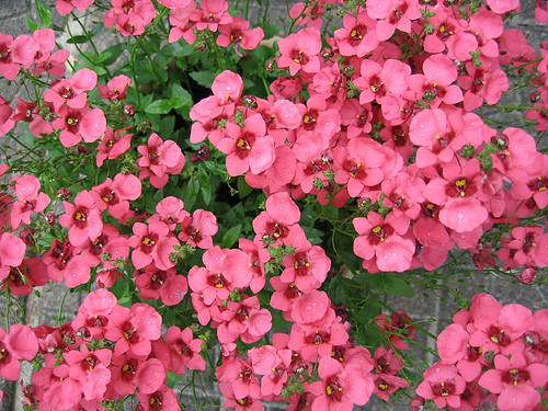 Diascia