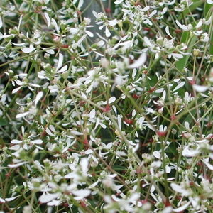 Euphorbia Diamond Frost
