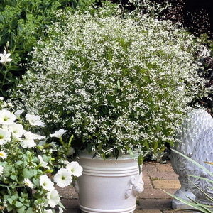 Euphorbia Diamond Frost