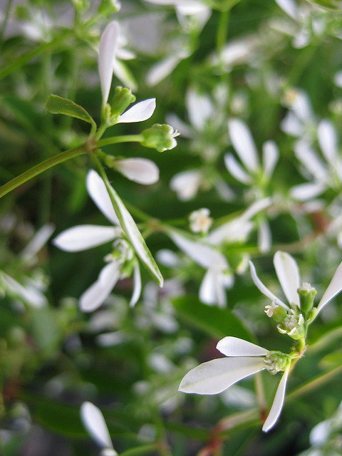 Euphorbia Diamond Frost