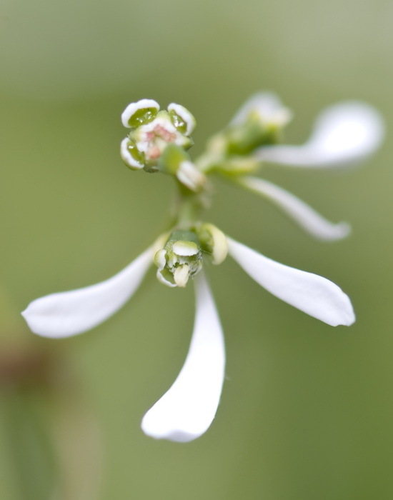 Euphorbia Diamond Frost