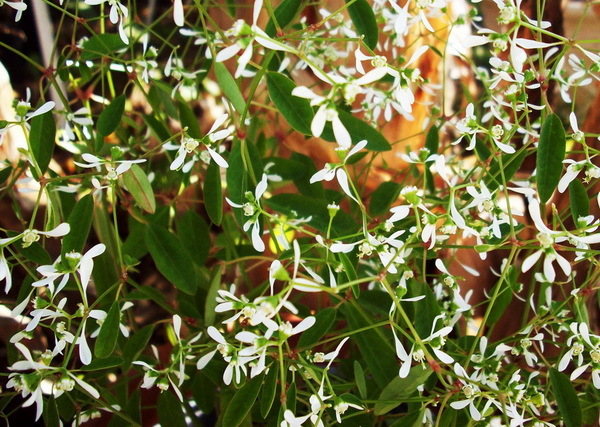 Euphorbia Diamond Frost