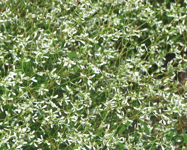 Euphorbia Diamond Frost