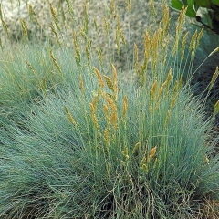 Festuca Glauca Elijah Blue