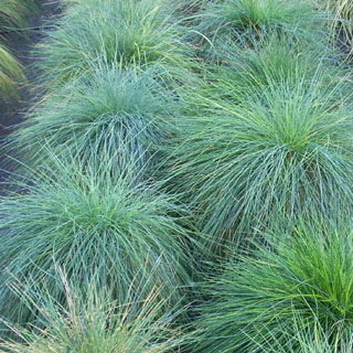 Festuca Glauca Elijah Blue