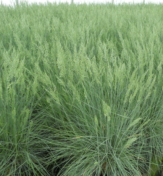 Festuca Glauca Elijah Blue