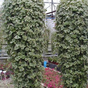 Hedera Glechoma