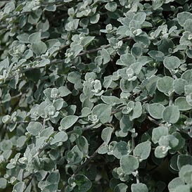 Silvery White