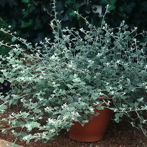 Silvery White