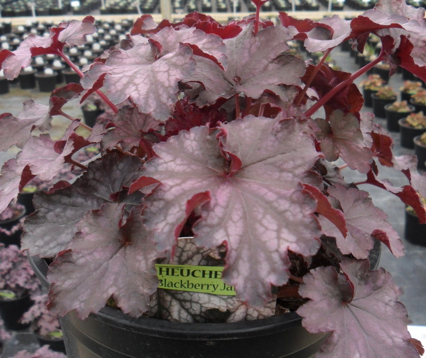 Heuchera