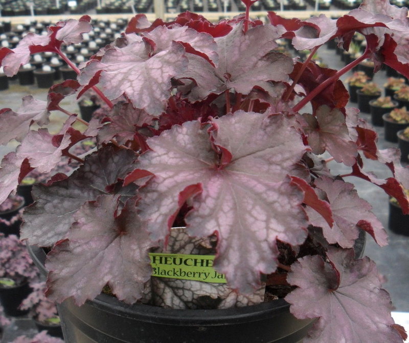 Heuchera Blackberry Jam