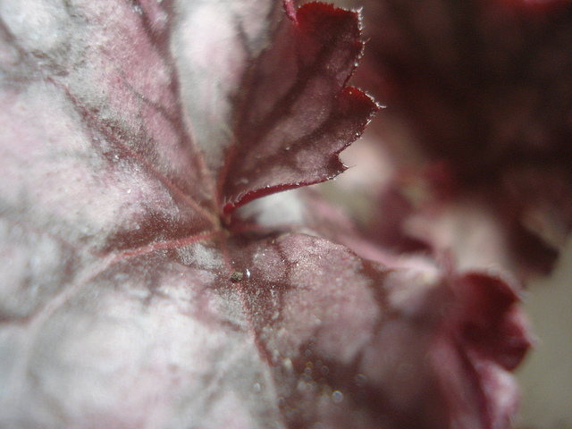 Heuchera Blackberry Jam