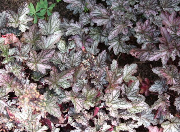 Heuchera Blackberry Jam