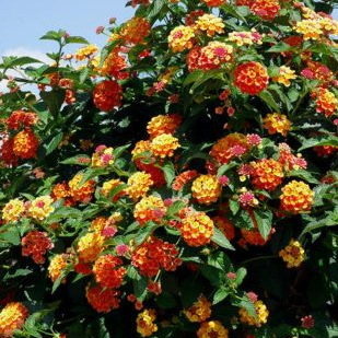 Lantana Professor Raoux