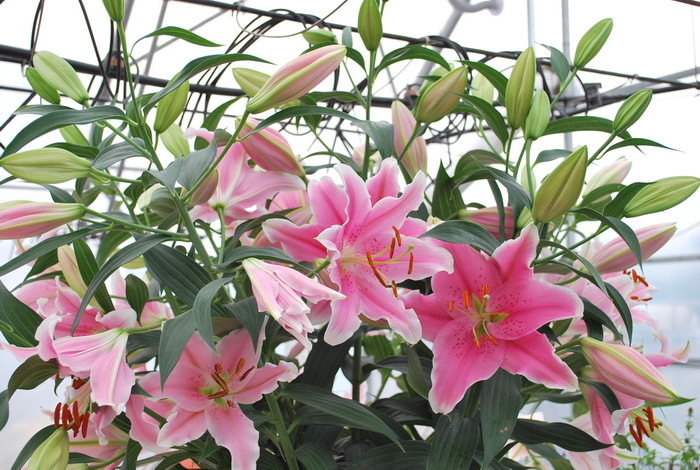 Lillijas, rozā
