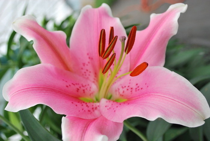 Lillijas, rozā
