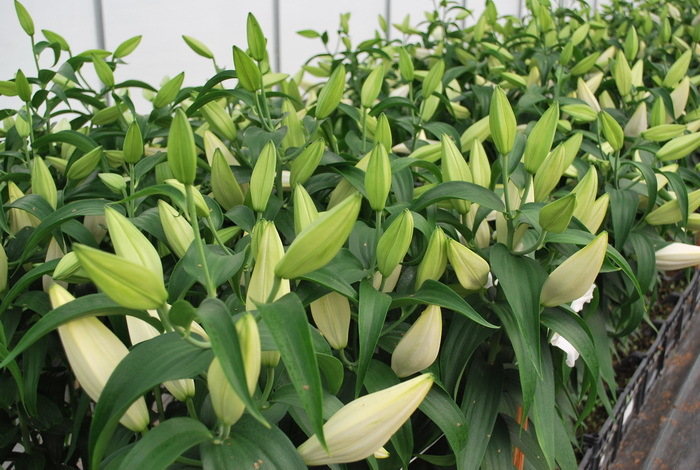 Lillijas, dzeltenas