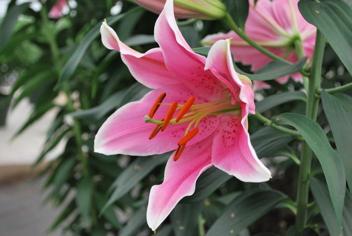 Lillijas, rozā