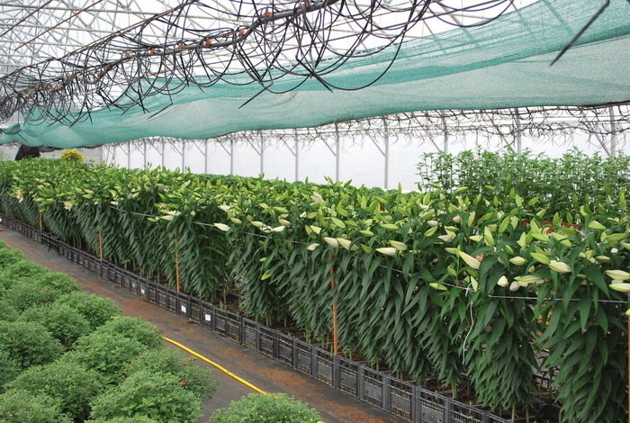 Lillijas, dzeltenas