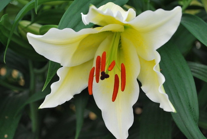 Lillijas, dzeltenas