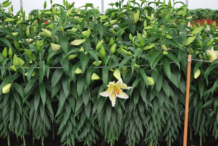 Lillijas, dzeltenas