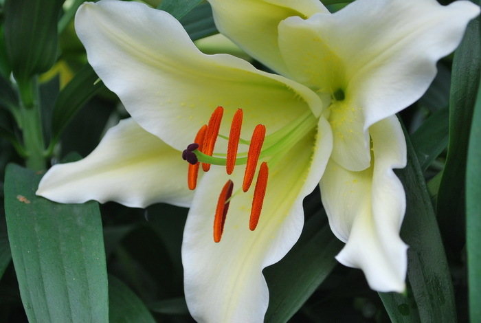 Lillijas, dzeltenas
