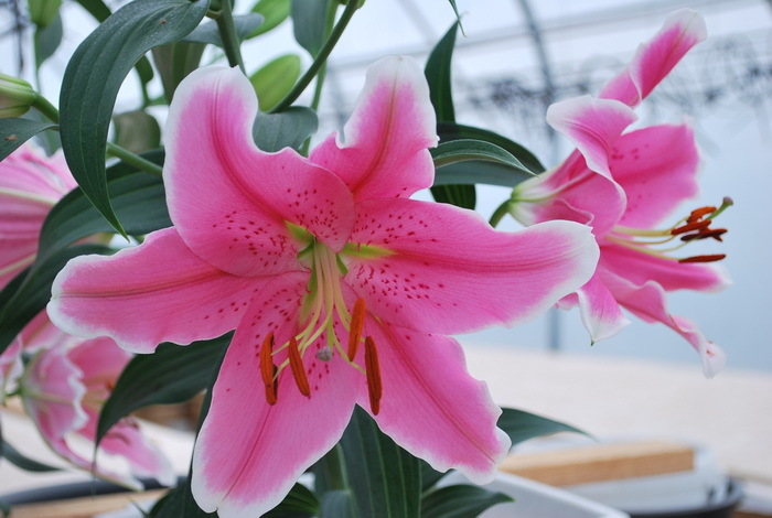 Lillijas, rozā