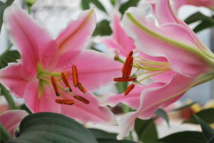Lillijas, rozā