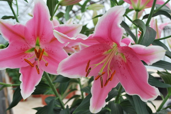 Lillijas, rozā