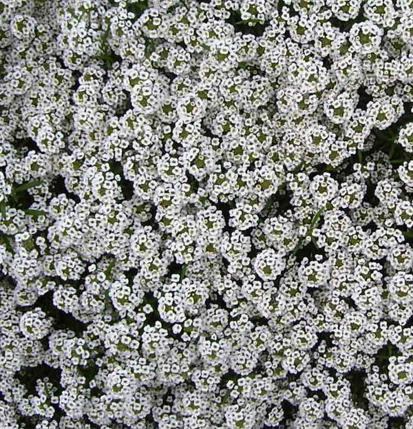 Lobularia Snow Princess