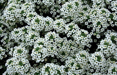 Lobularia Snow Princess